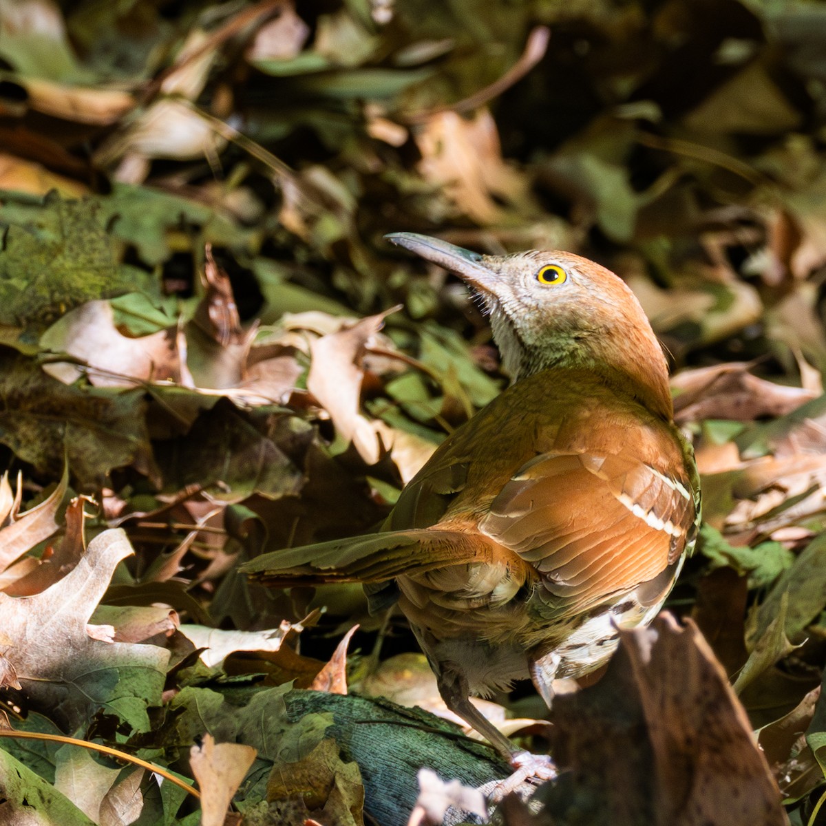 drozdec hnědý - ML635286526