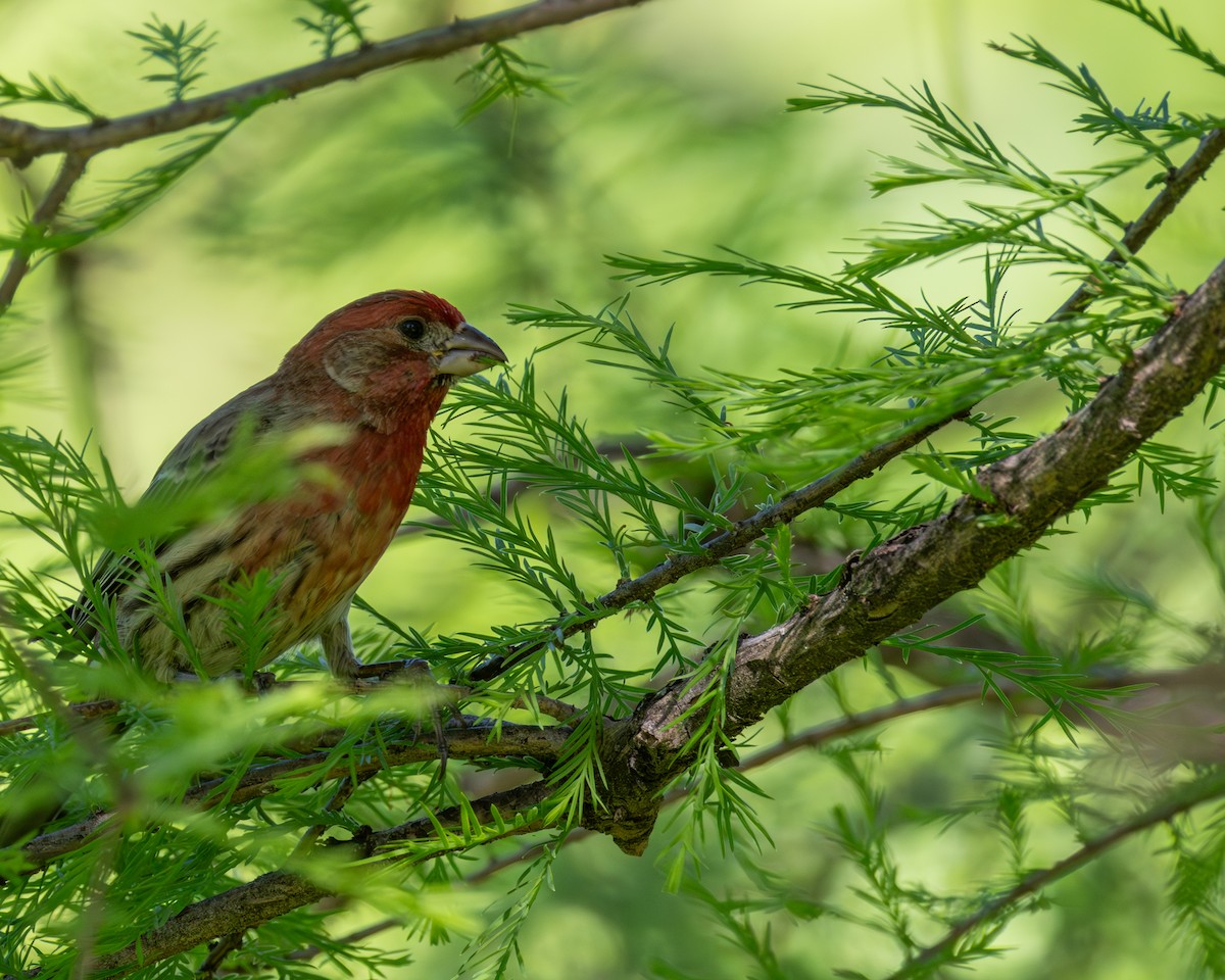 hýl rudoprsý - ML635286535