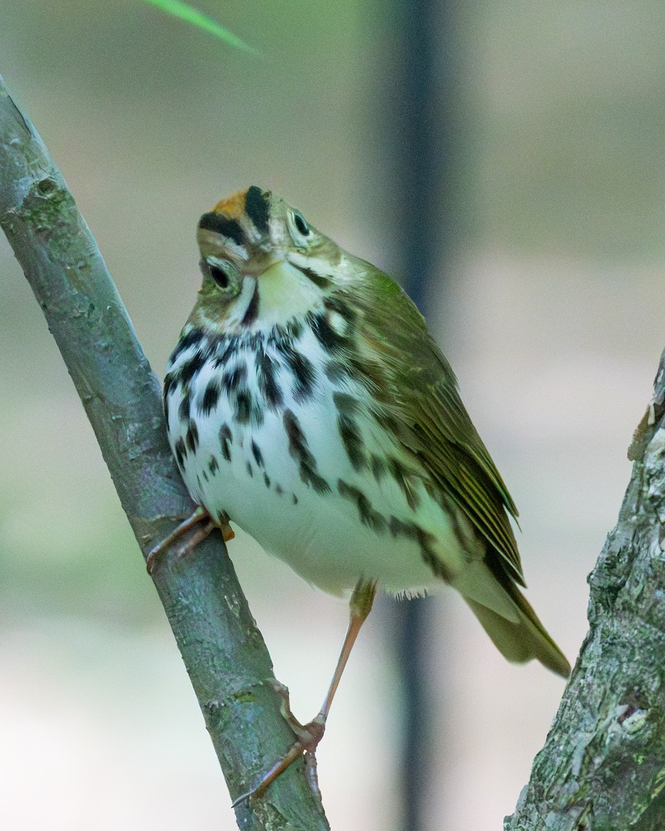 lesňáček zlatohlavý - ML635286544