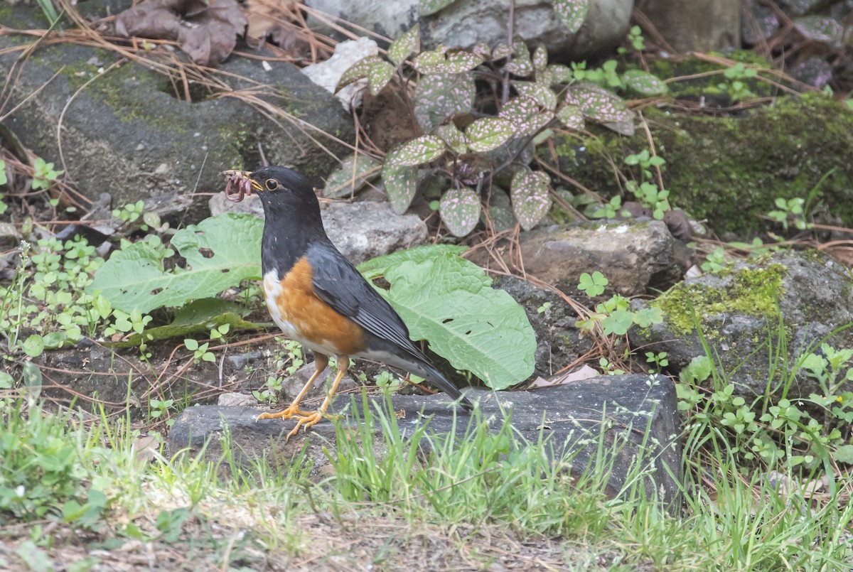 Black-breasted Thrush - ML635286564