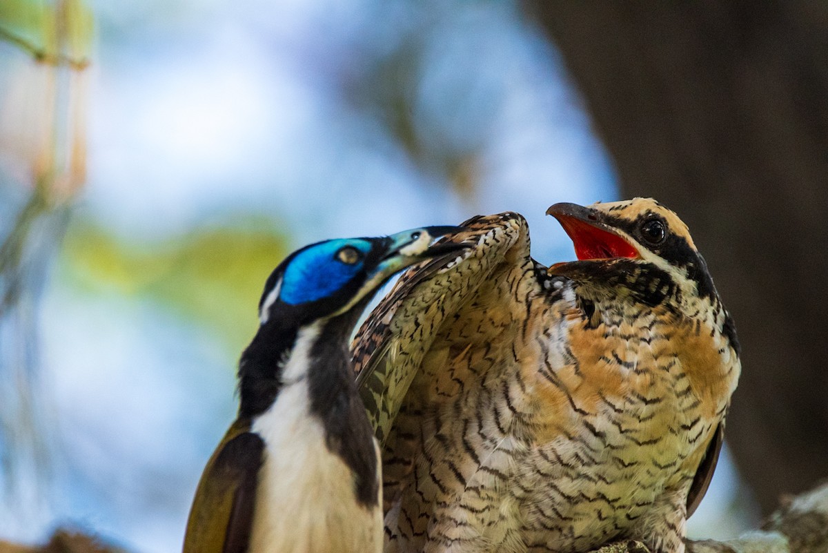 Pacific Koel - ML635286647