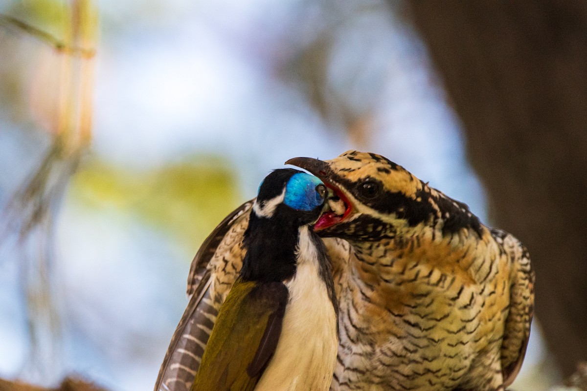 Pacific Koel - ML635286667