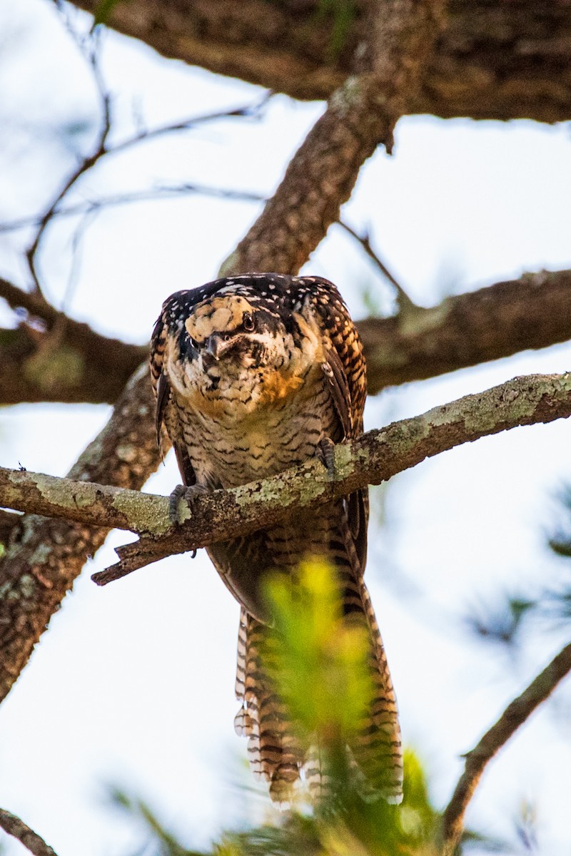 Pacific Koel - ML635286668