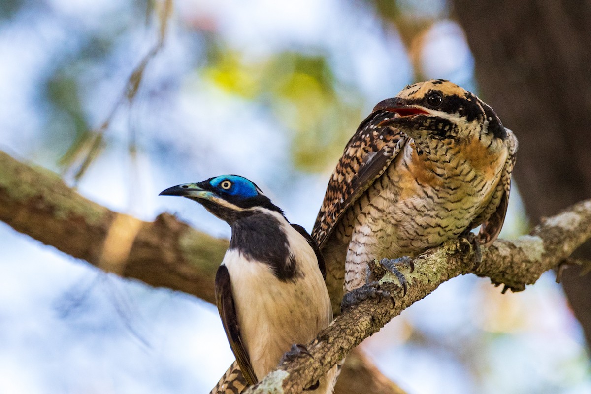 Pacific Koel - ML635286669