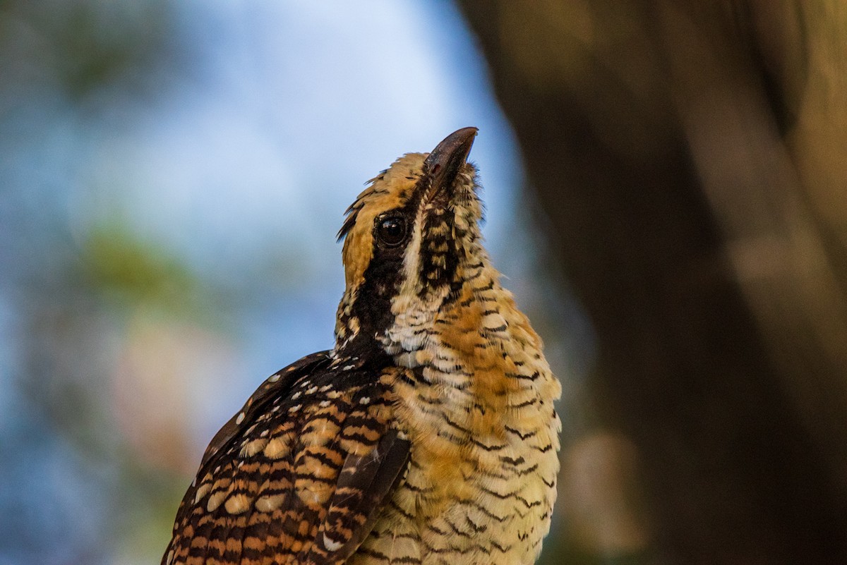 Pacific Koel - ML635286670