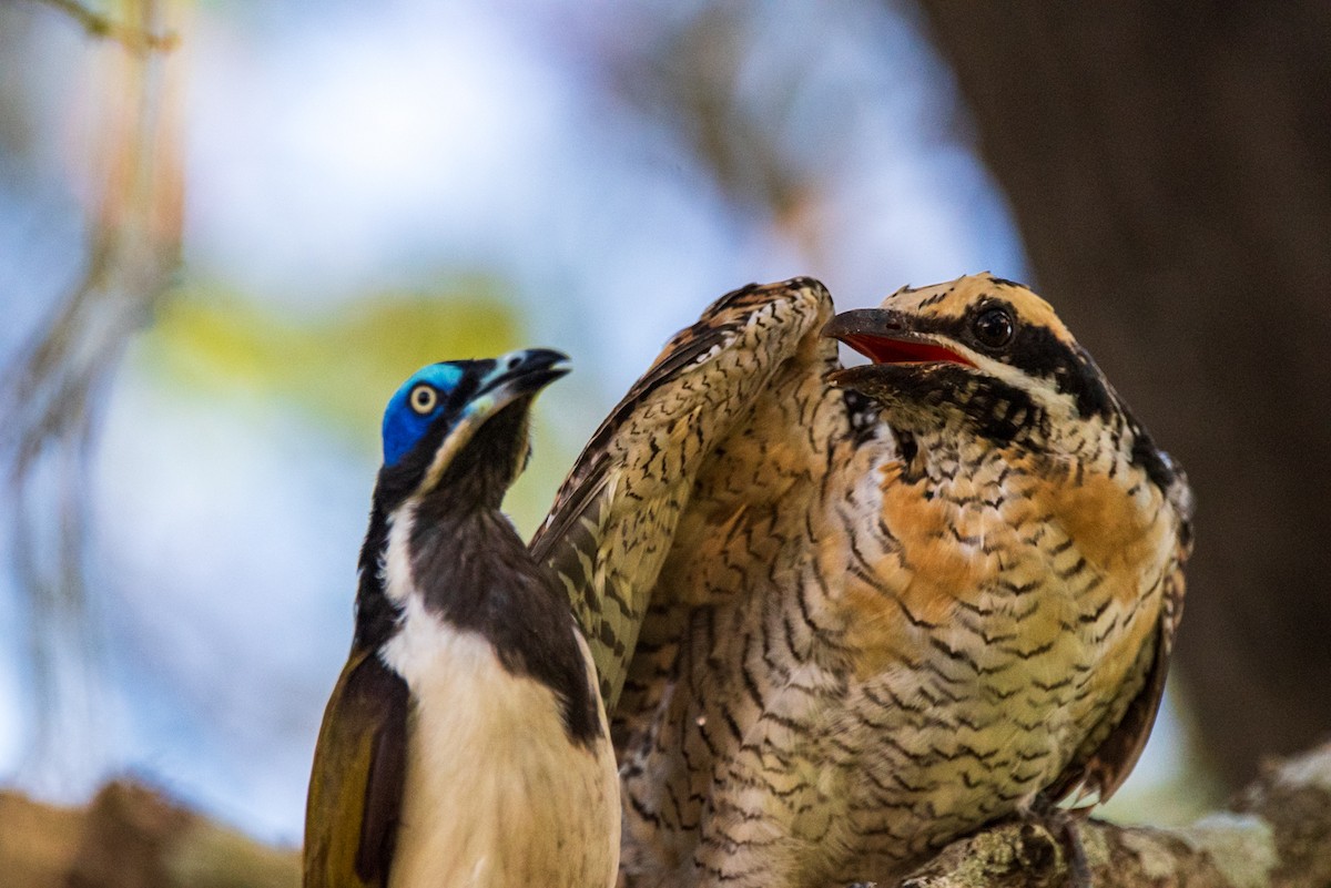 Pacific Koel - ML635286671