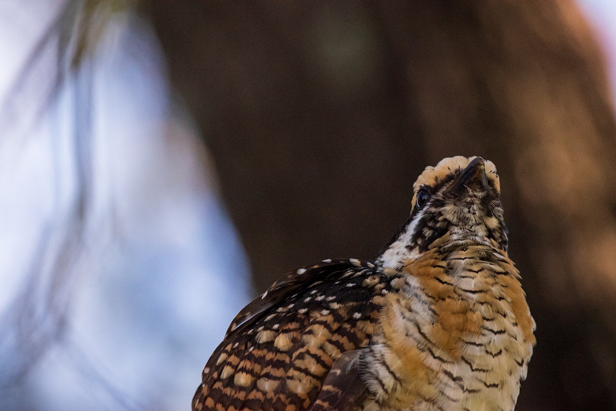 Pacific Koel - ML635286672