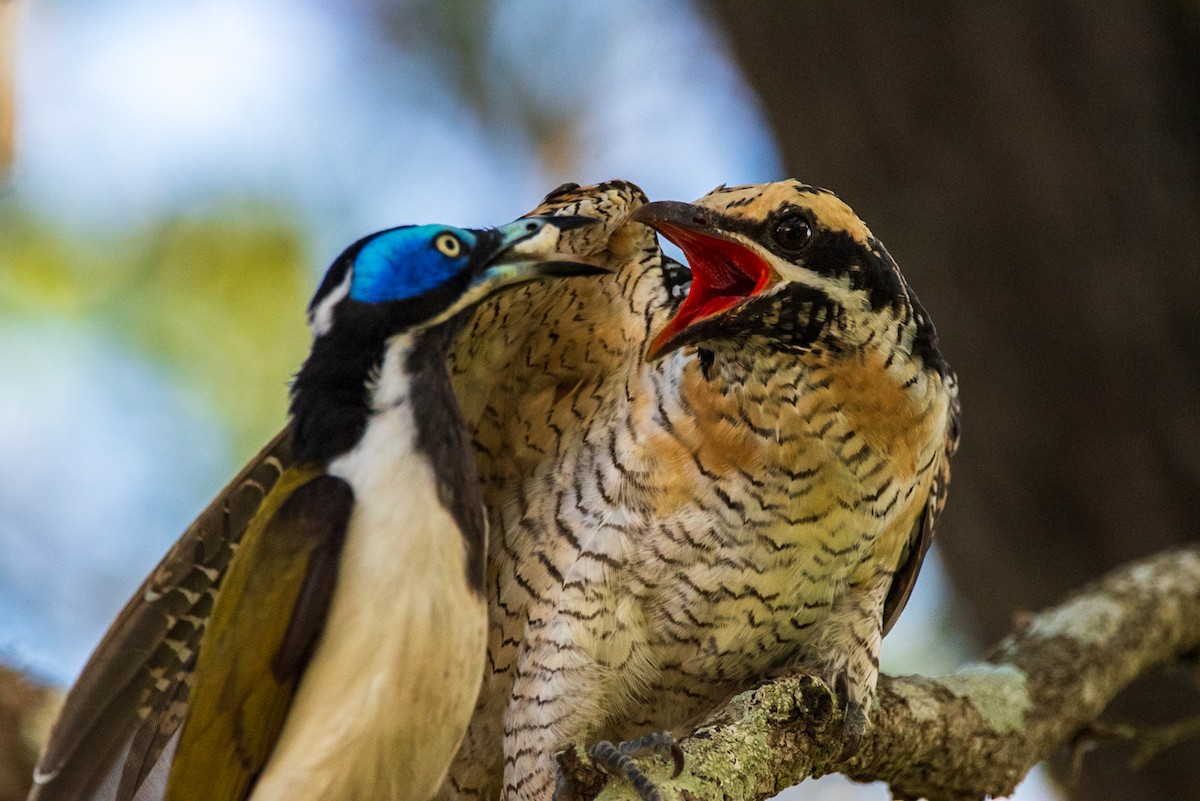 Pacific Koel - ML635286673