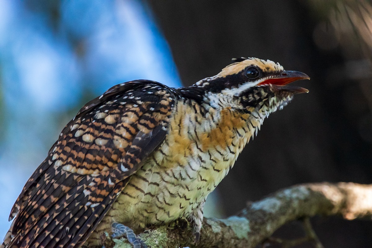 Pacific Koel - ML635286675