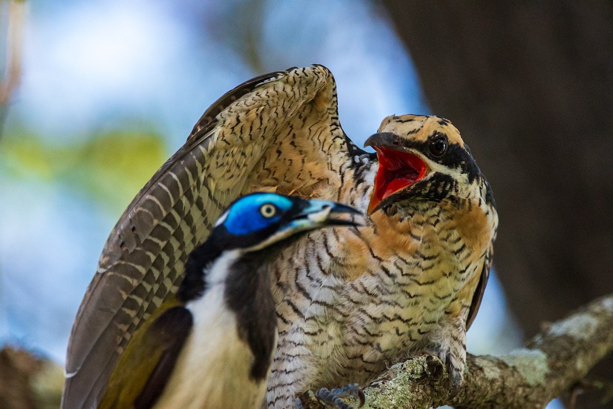 Pacific Koel - ML635286676