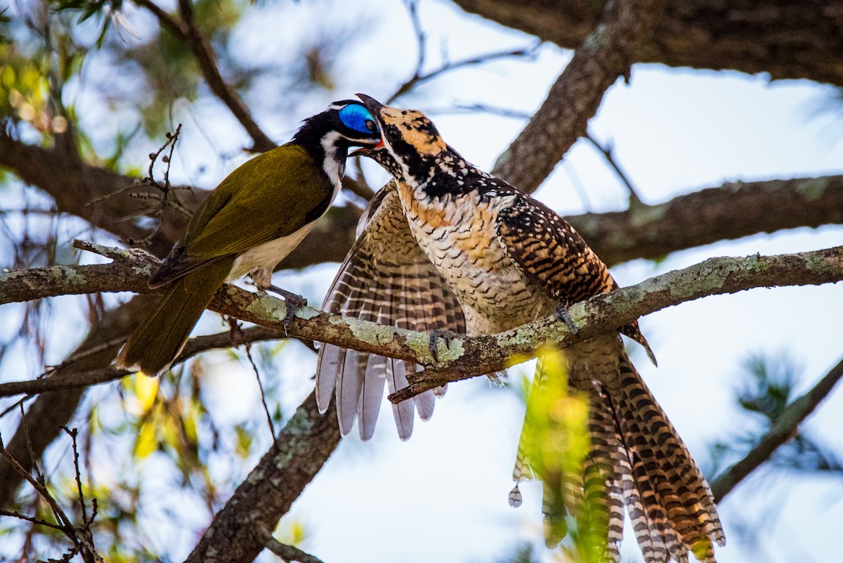 Pacific Koel - ML635286677