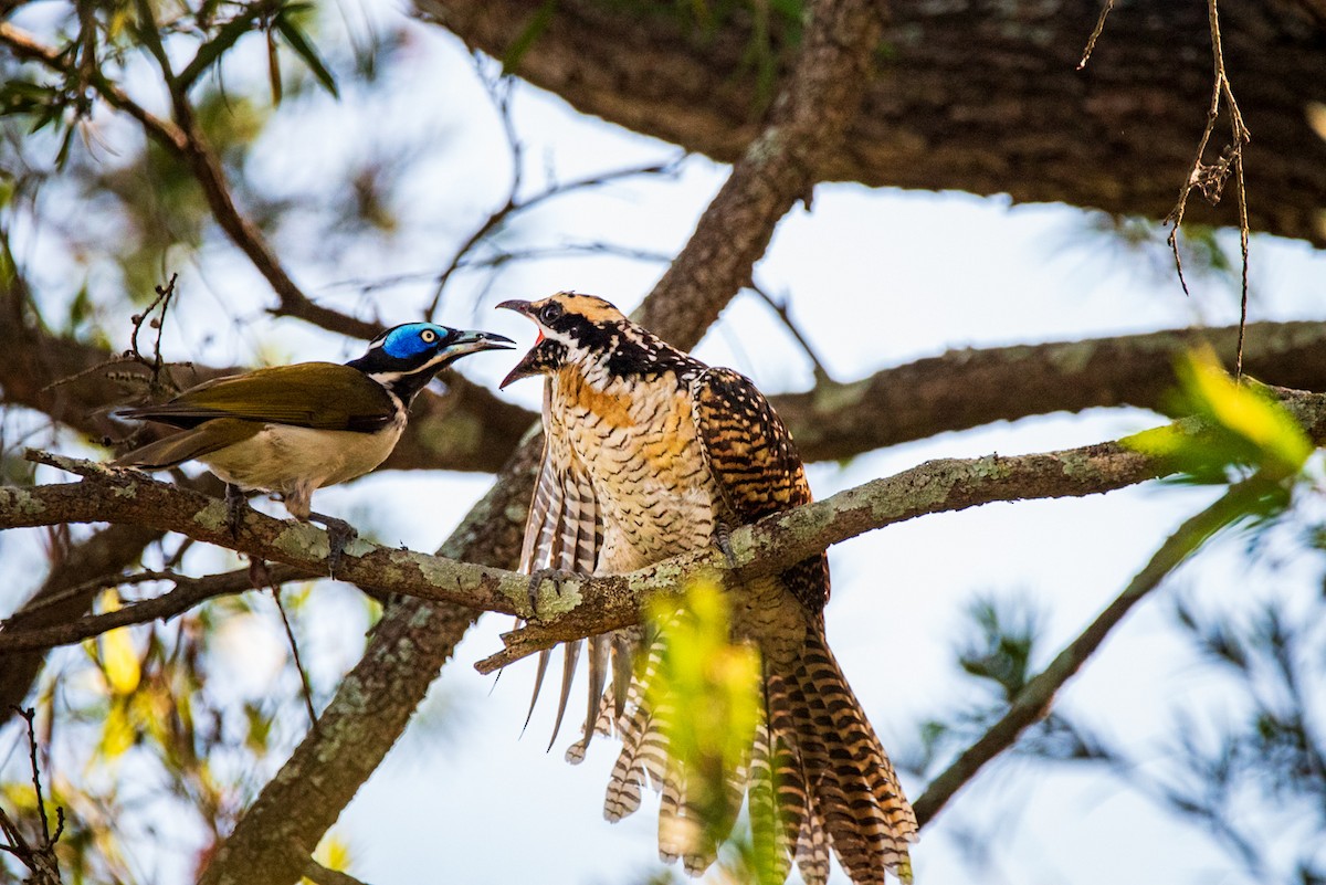 Pacific Koel - ML635286679