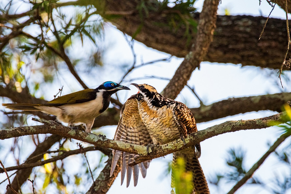 Pacific Koel - ML635286680
