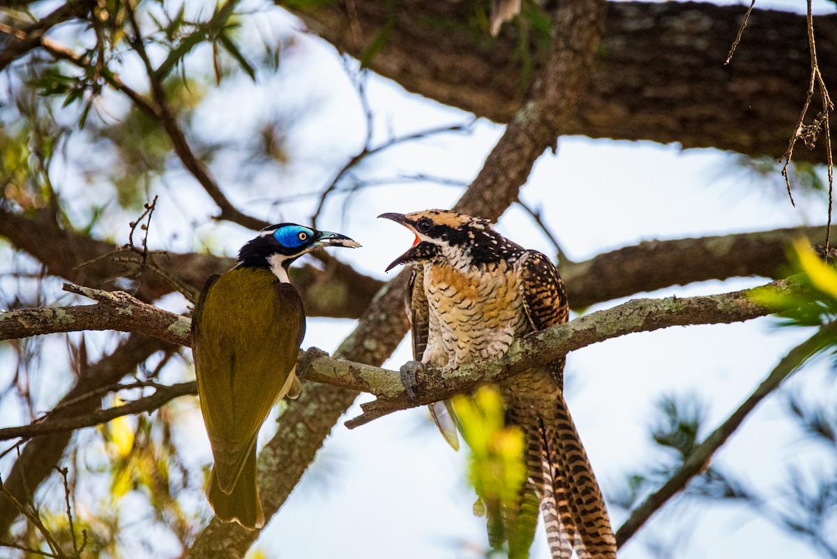 Pacific Koel - ML635286681