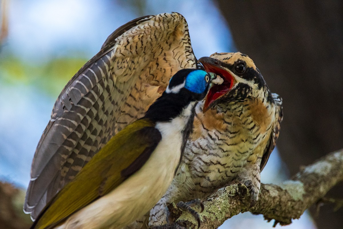 Pacific Koel - ML635286682