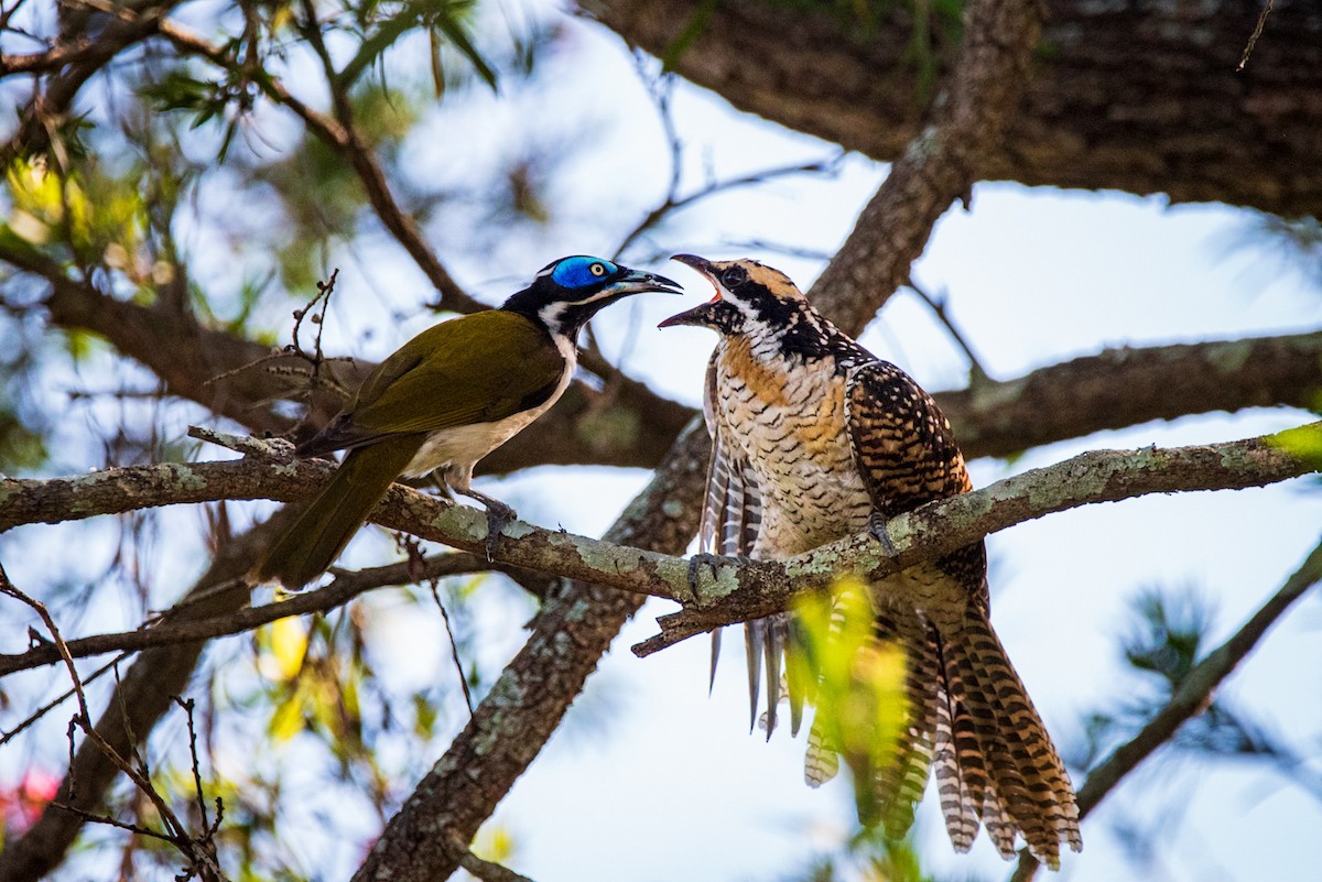 Pacific Koel - ML635286683