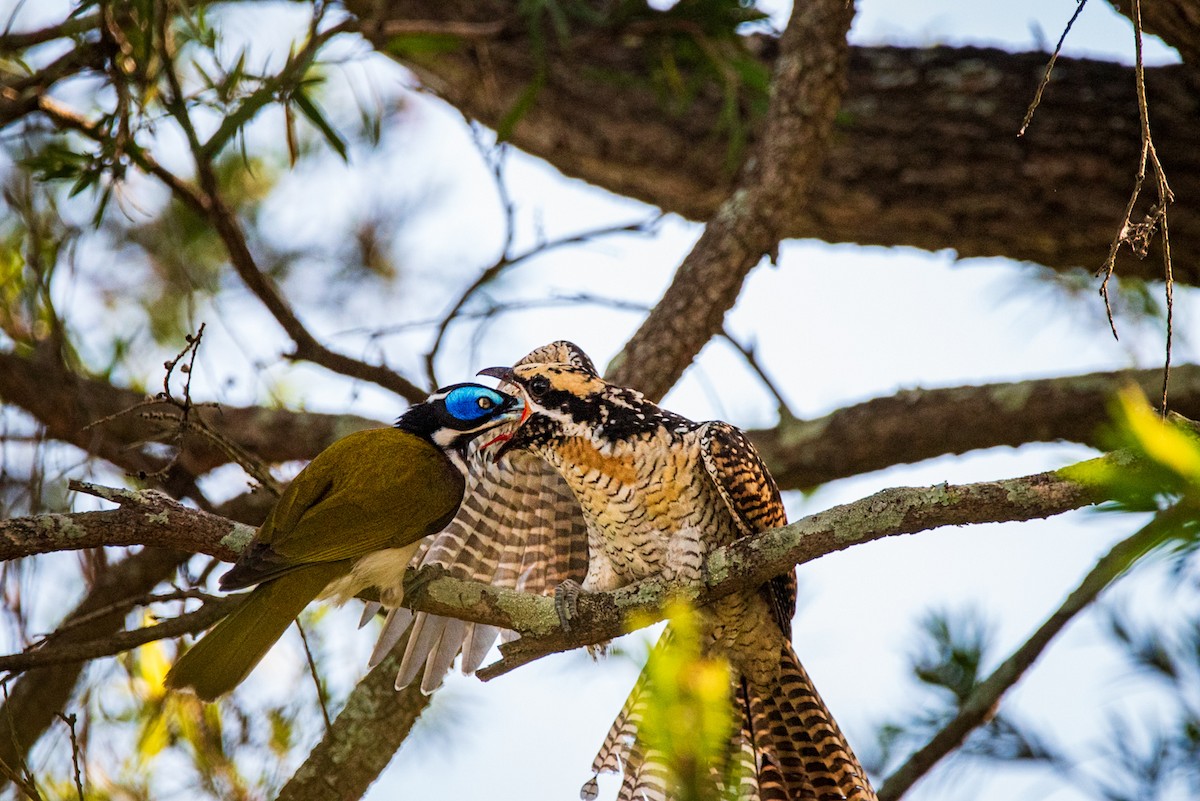 Pacific Koel - ML635286684