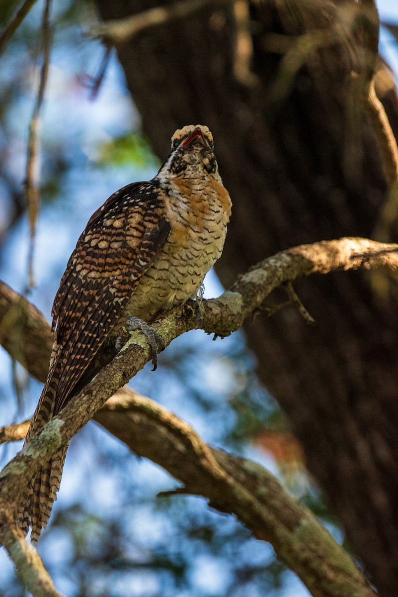 Pacific Koel - ML635286716