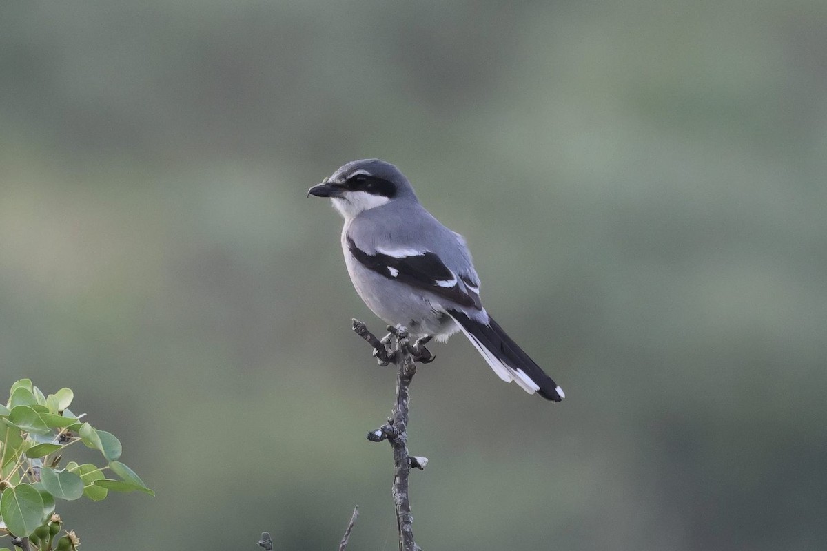Iberian Gray Shrike - ML635286776