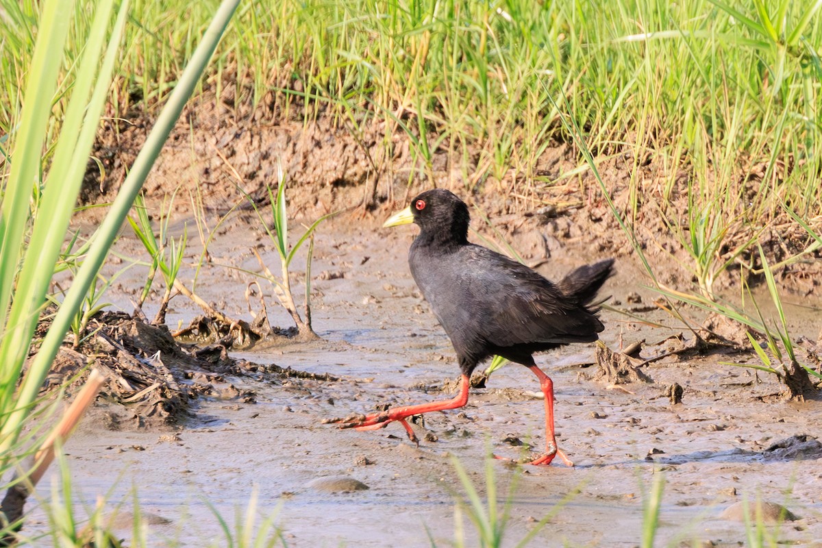Black Crake - ML635286779