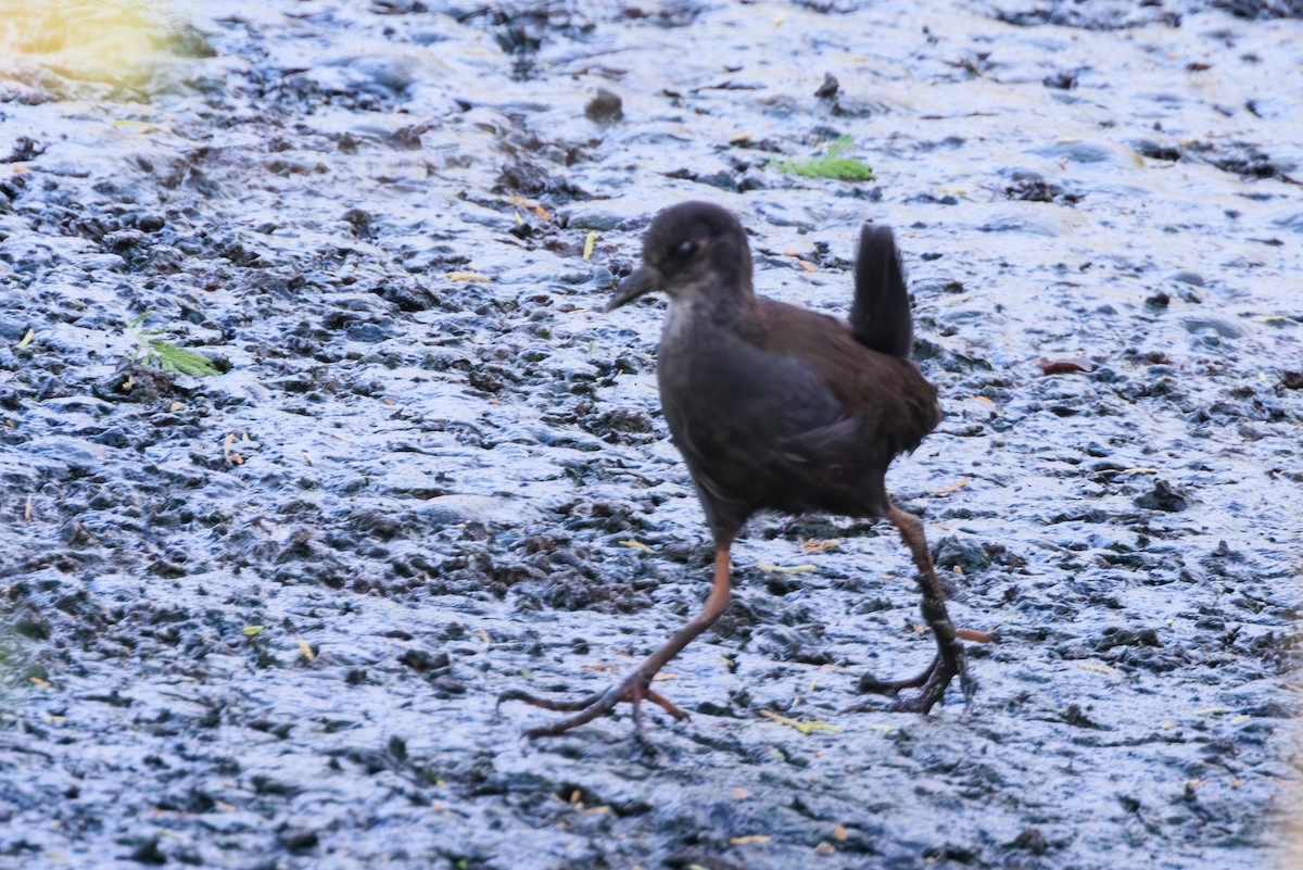 Black Crake - ML635286781