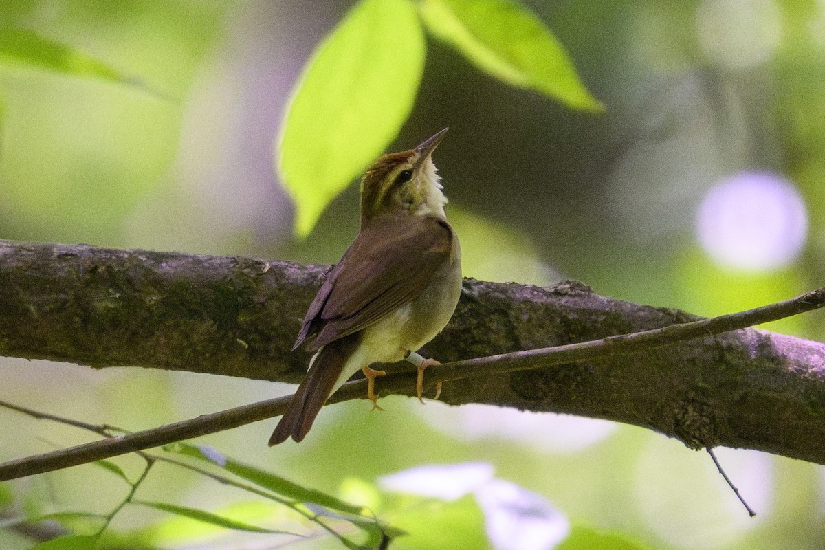 Swainson Ötleğeni - ML635286834