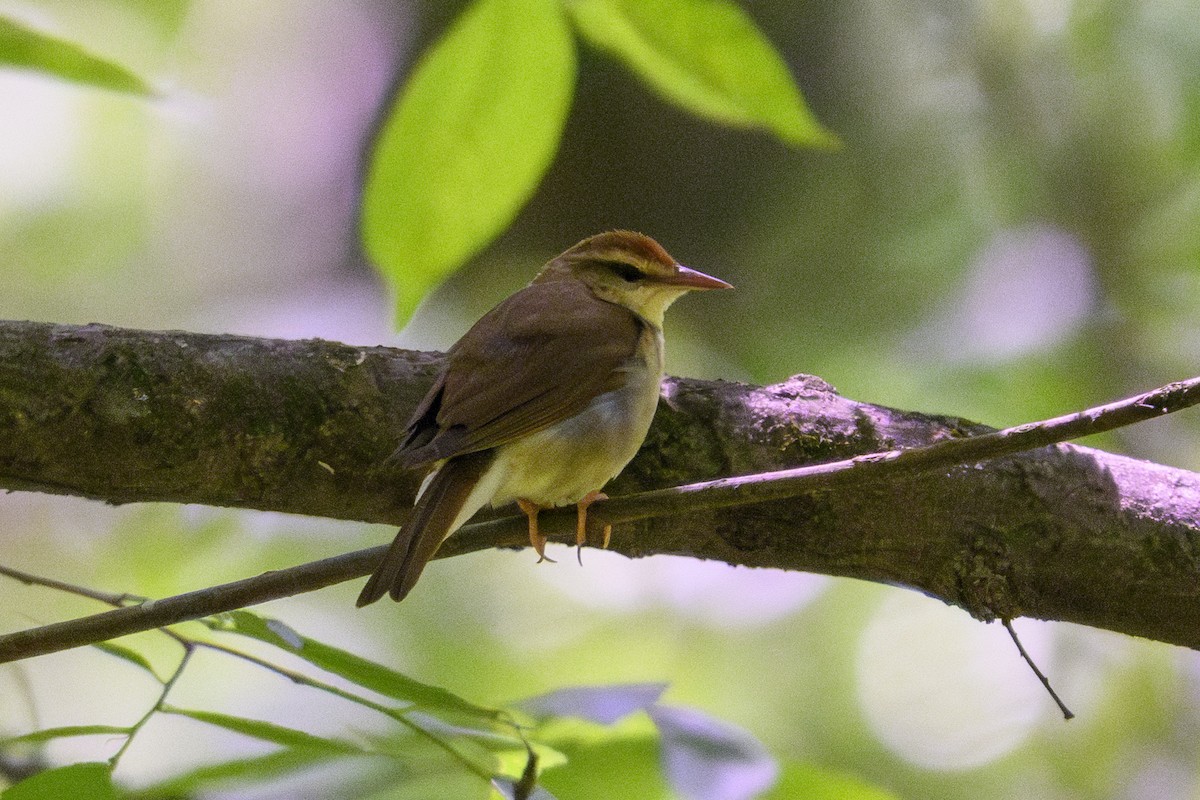 Swainson Ötleğeni - ML635286835