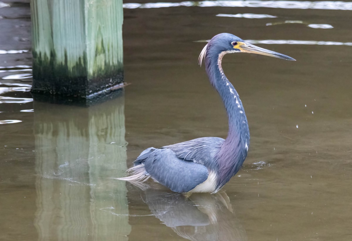 Tricolored Heron - ML635286838