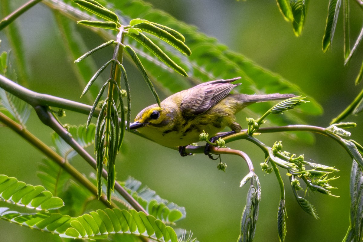 Preri Ötleğeni - ML635286852