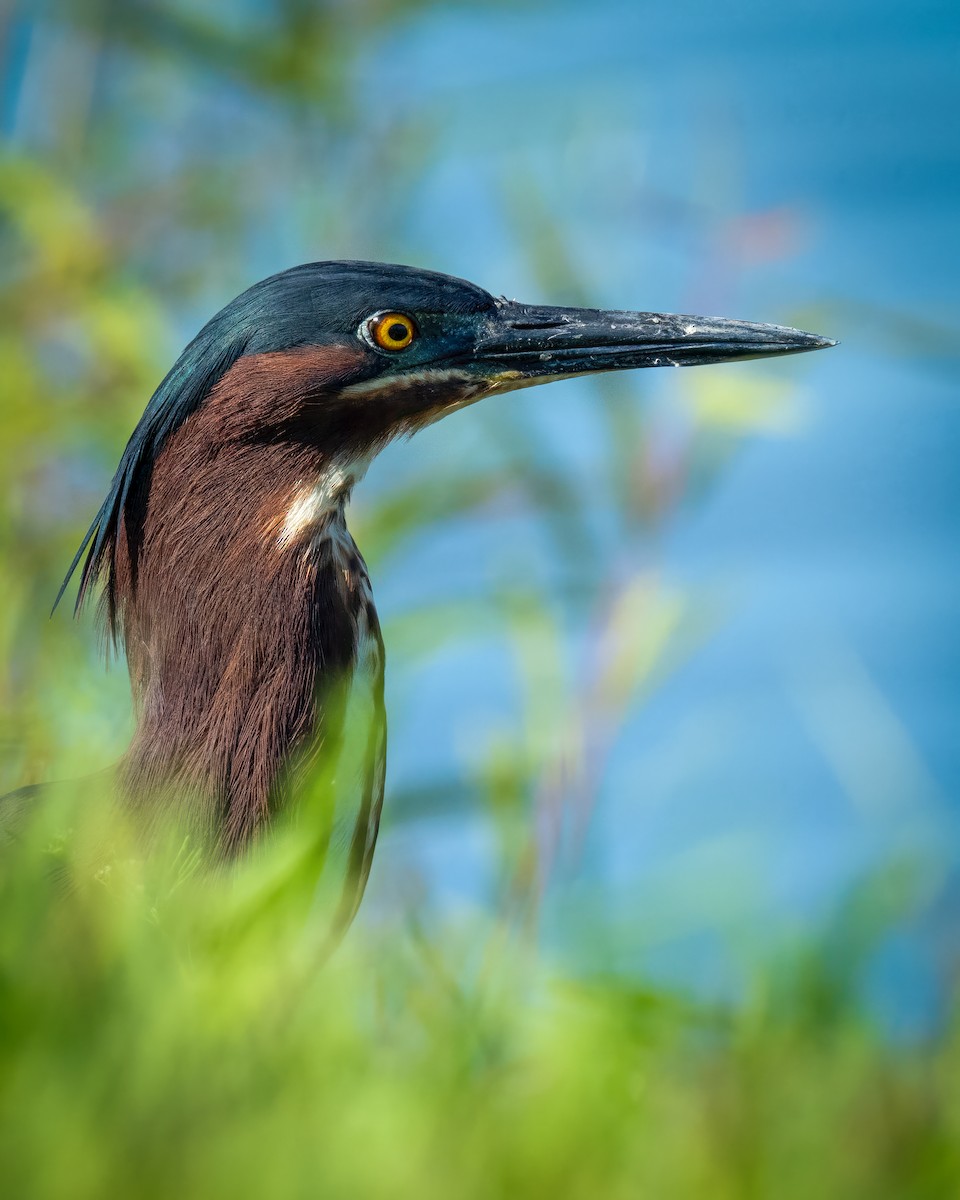Green Heron - ML635287019
