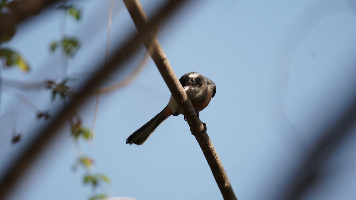 Red-breasted Chat - ML635287023