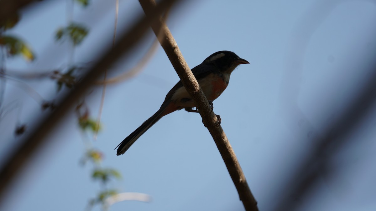 Red-breasted Chat - ML635287024