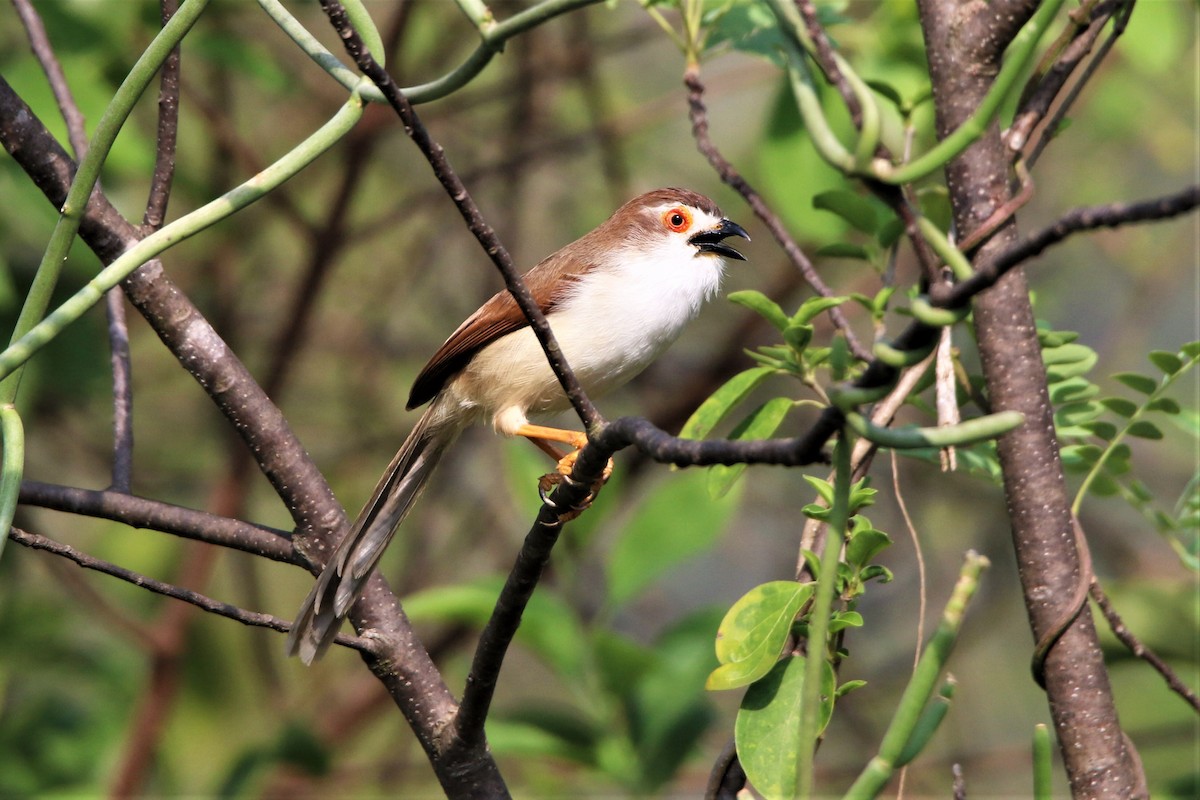Yellow-eyed Babbler - ML635287052