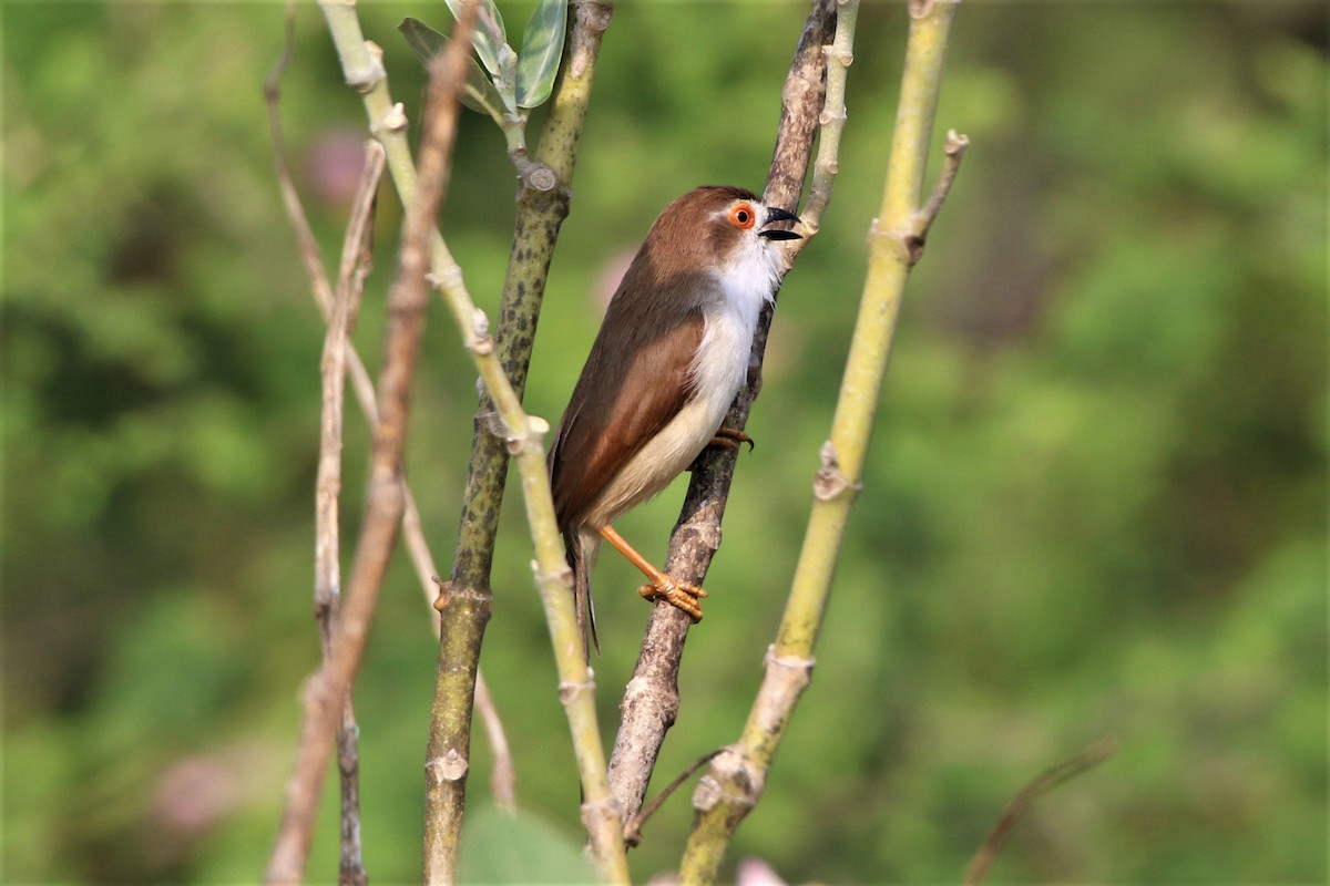 Yellow-eyed Babbler - ML635287053