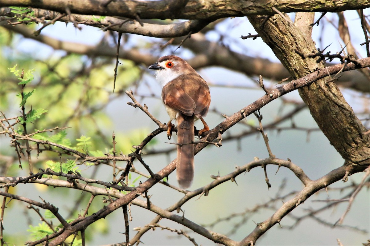 Yellow-eyed Babbler - ML635287054