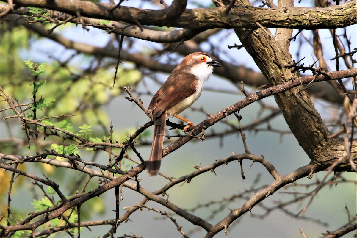 Yellow-eyed Babbler - ML635287055