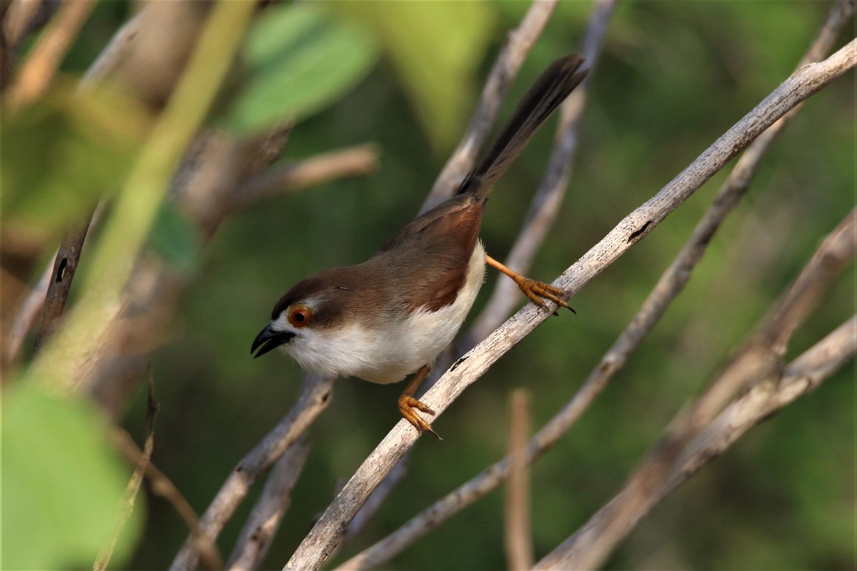 Yellow-eyed Babbler - ML635287056