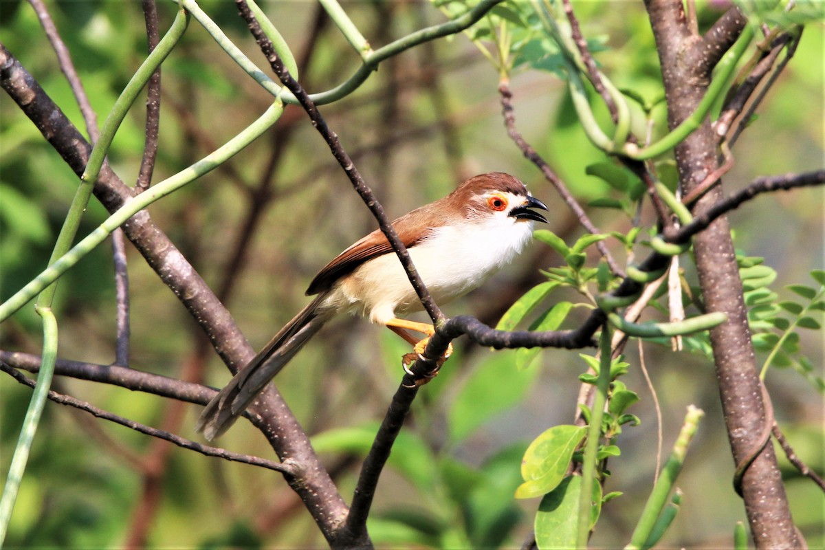 Yellow-eyed Babbler - ML635287060