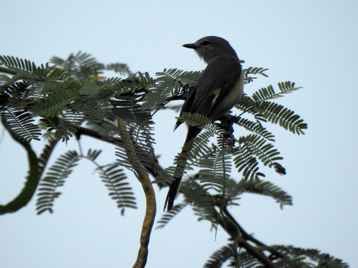 Small Minivet - ML635287083