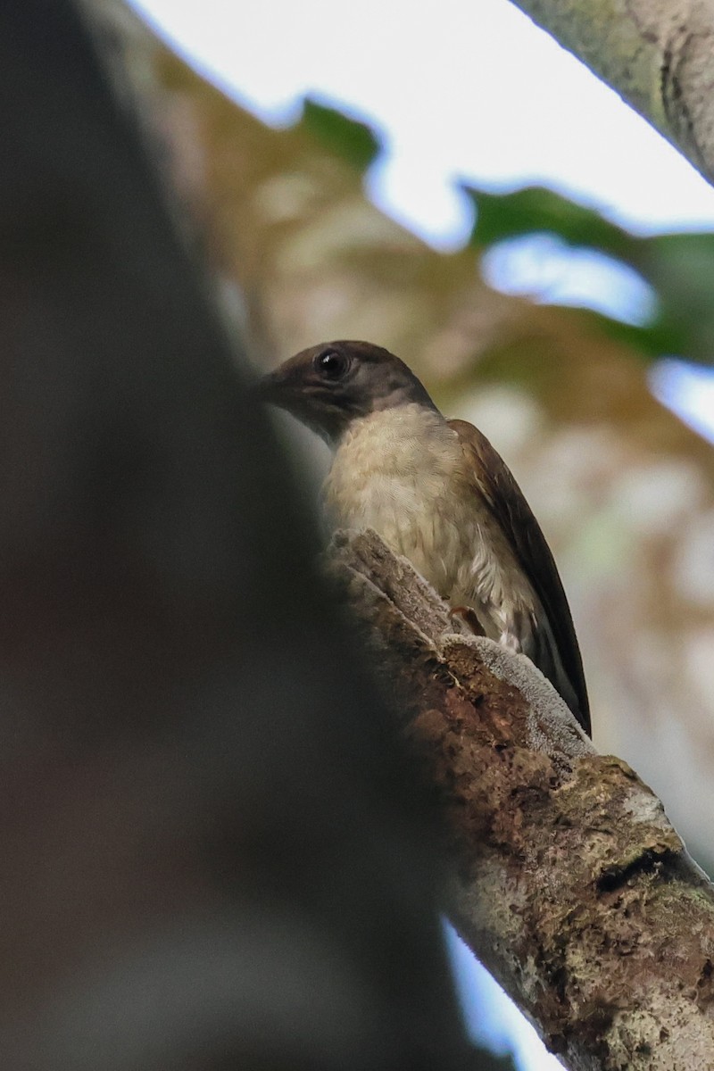 Malaysian Honeyguide - ML635287122