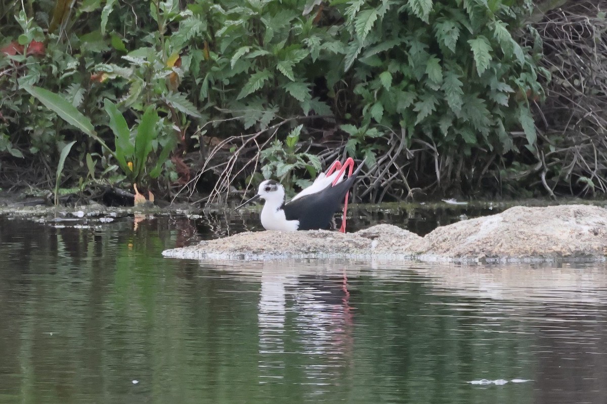 Эгэл хилэн жигүүр - ML635287131