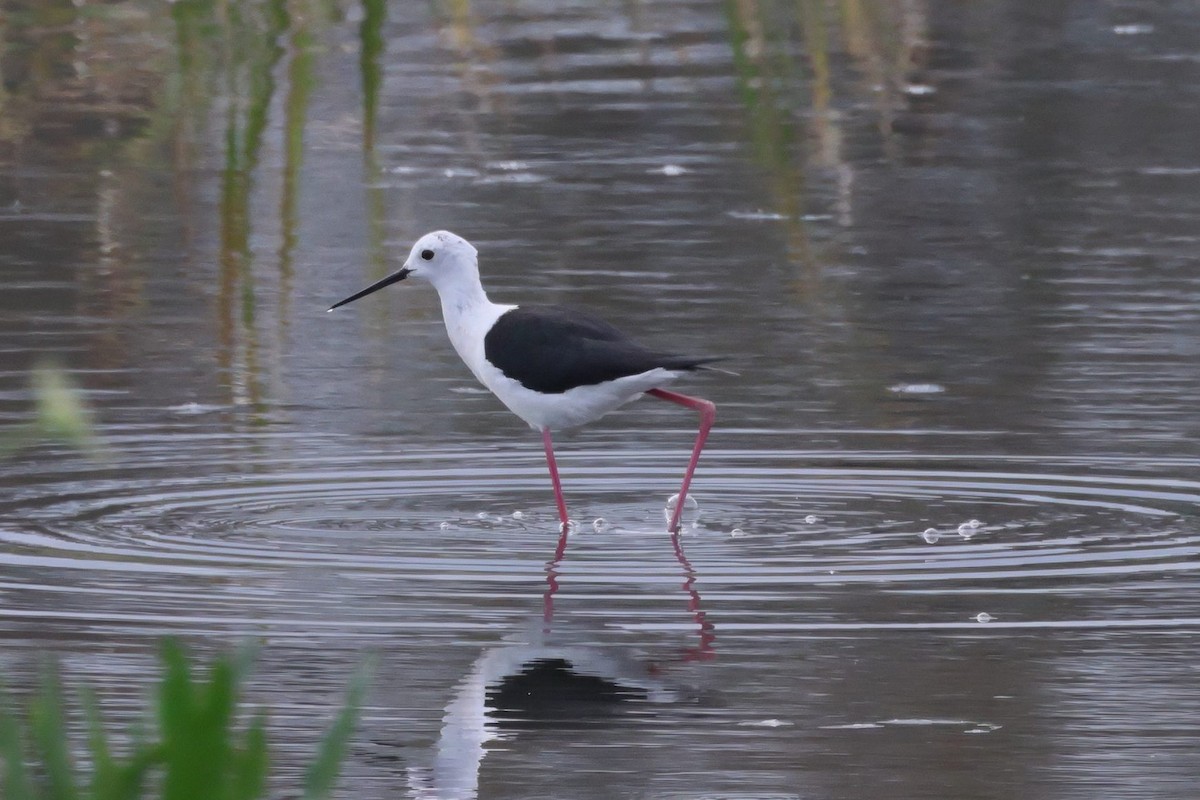 Эгэл хилэн жигүүр - ML635287132