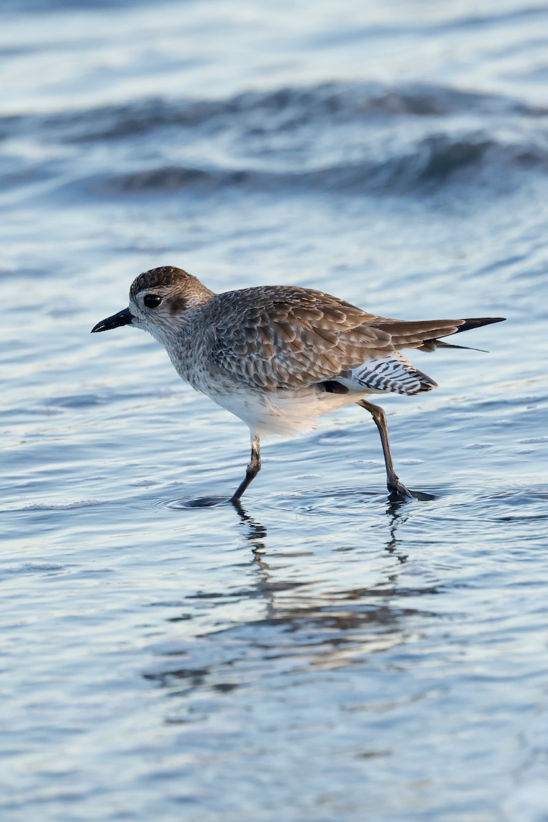 Black-bellied Plover - ML635287135
