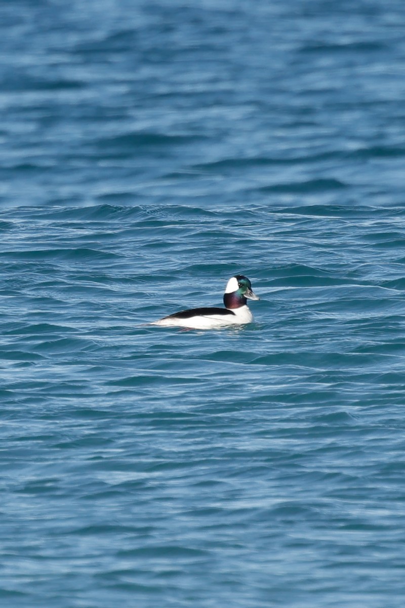 Bufflehead - ML635287171