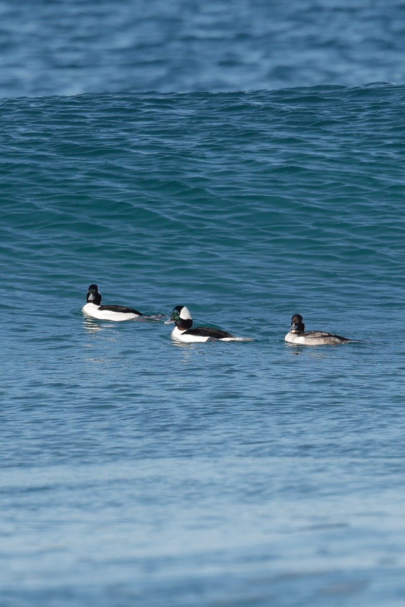 Bufflehead - ML635287172