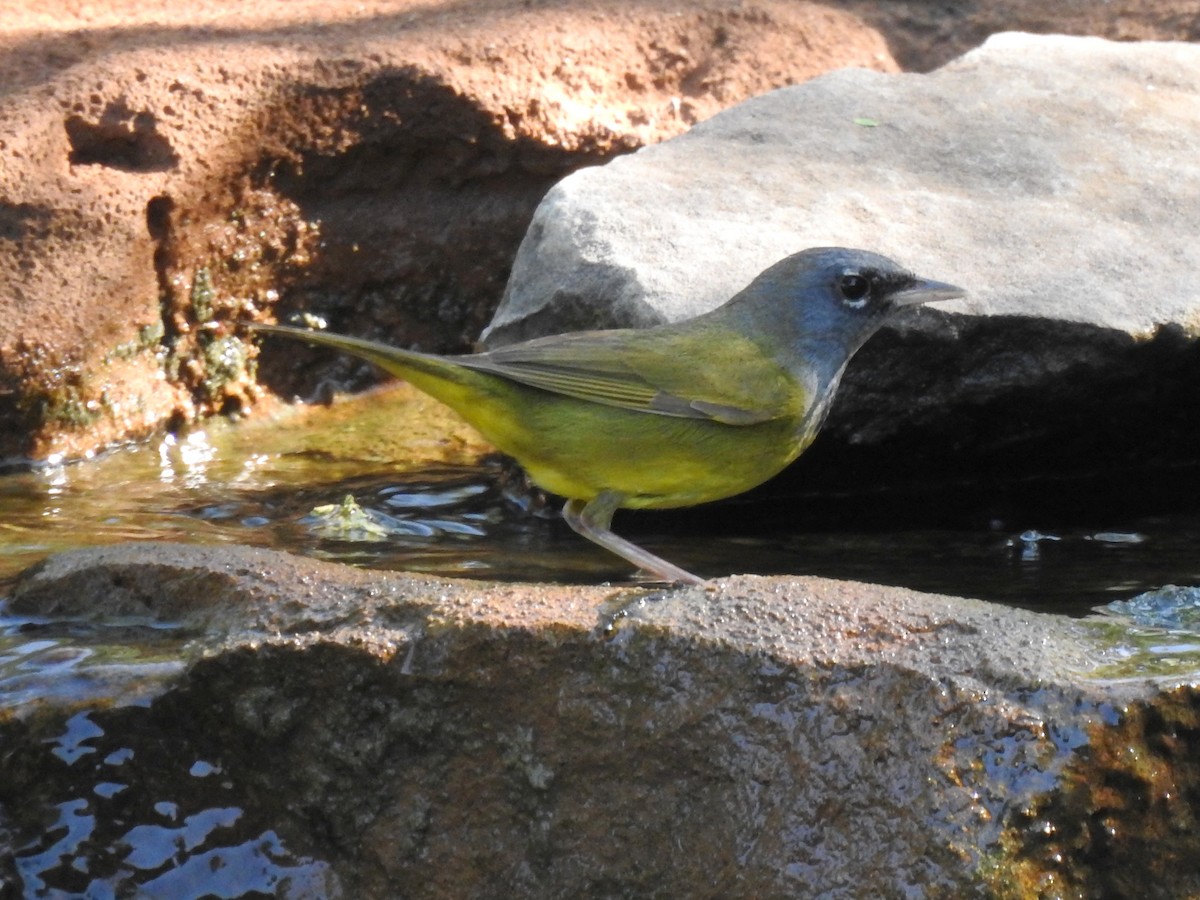 MacGillivray's Warbler - ML635287173