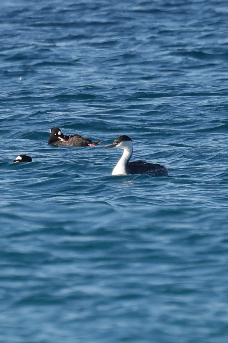 Western Grebe - ML635287187