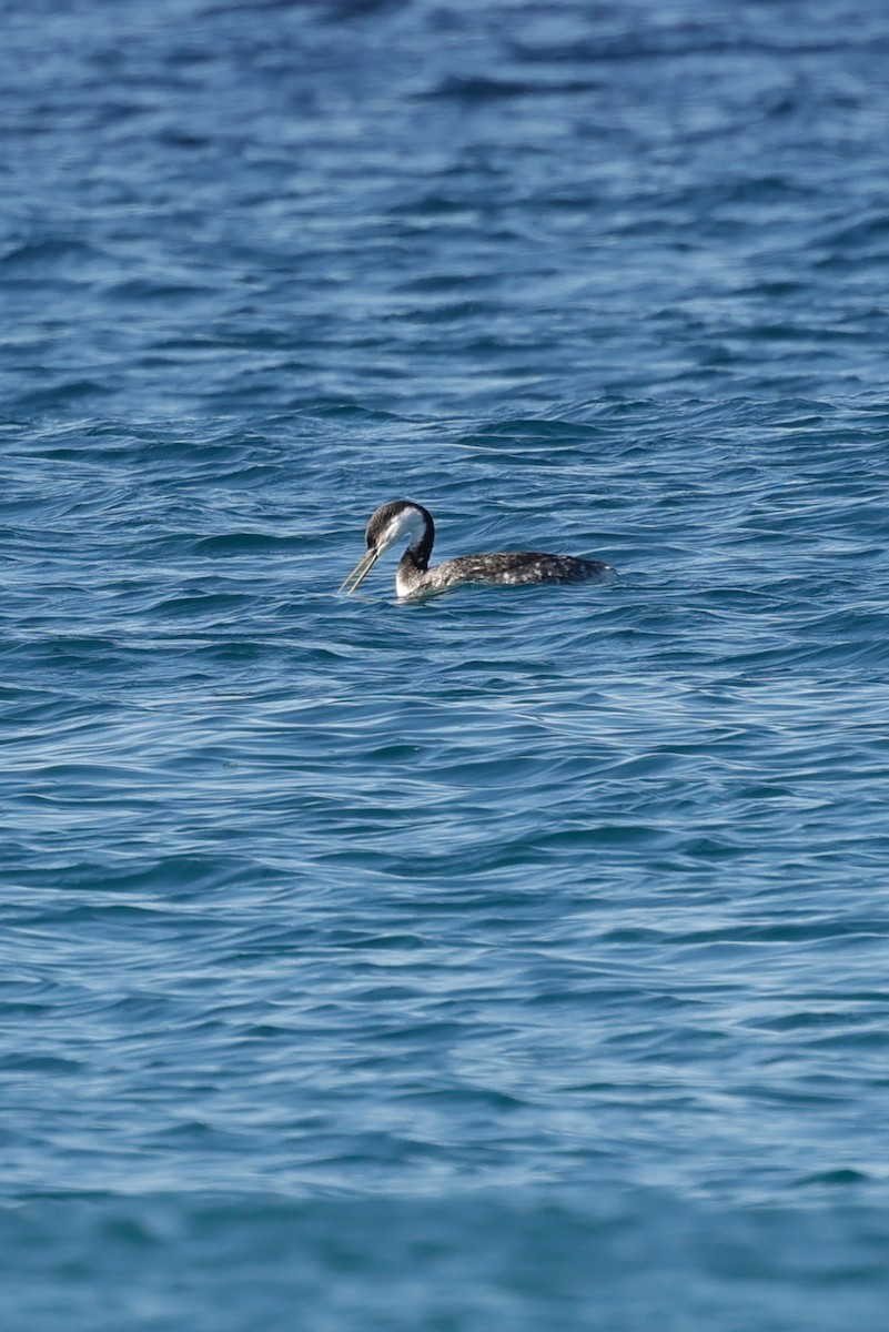 Western Grebe - ML635287189