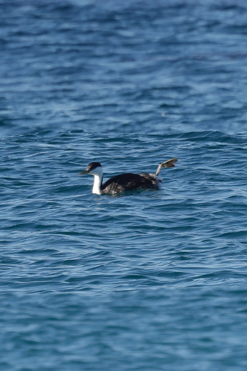 Western Grebe - ML635287190