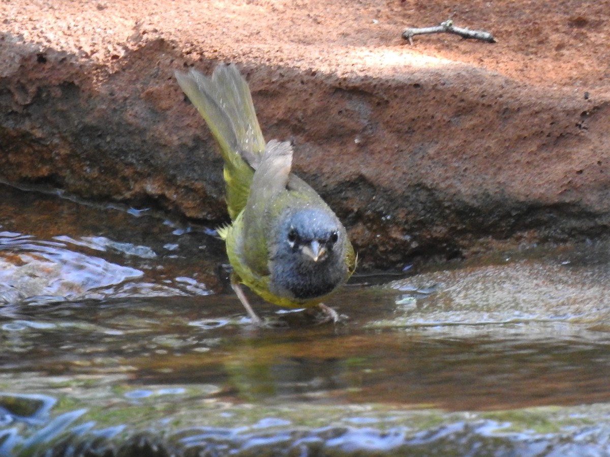 MacGillivray's Warbler - ML635287193